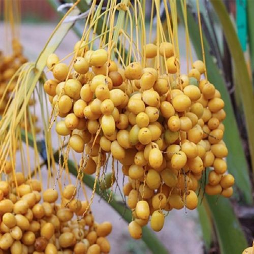 Tên sản phẩm demo 05